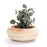 Mini Striped Succulent Flower Pots